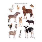 Farm Animals Stickers 2 16619-apli-kids
